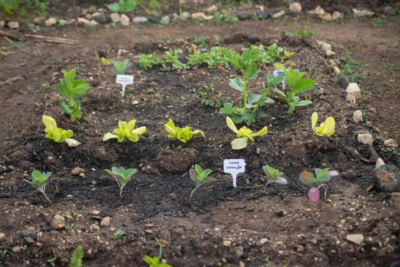 Frühlingshafter Gemüsegarten mit frisch bepflanzten Beeten im April