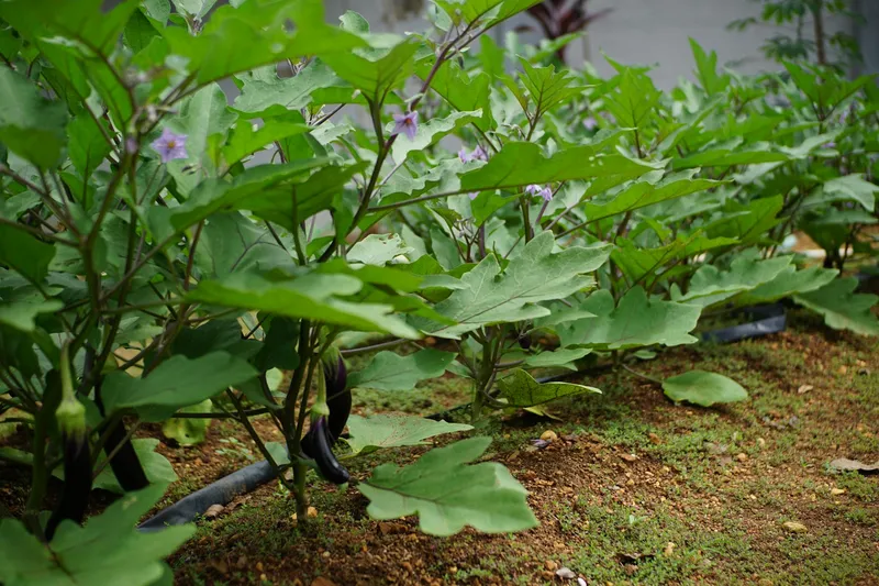 Auberginenpflanzen mit dunklen Früchten im sonnigen Gartenbeet