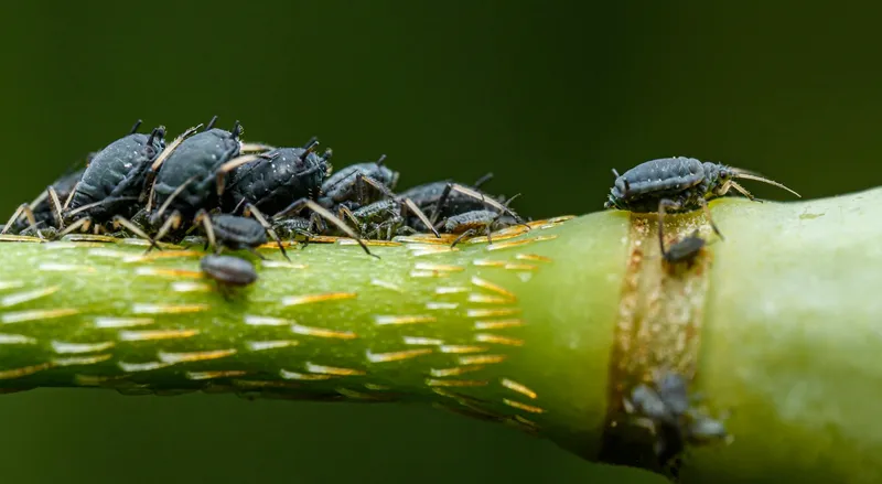 Blattläuse dicht gedrängt auf einem Pflanzenstängel im Garten