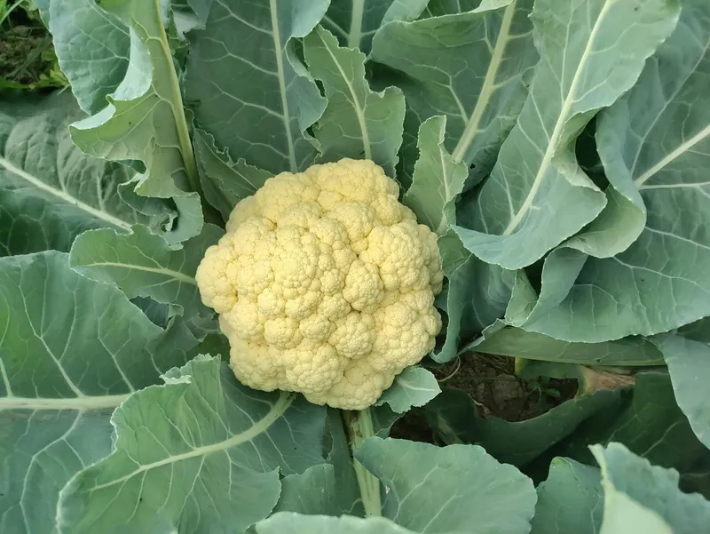 Blumenkohlpflanze mit festem weißen Kopf im Beet