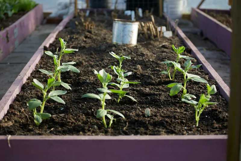 Junges Gemüse in einem gepflegten Hochbeet mit nährstoffreicher Erde
