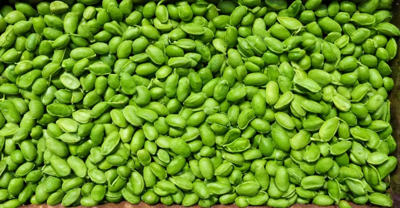 Edamame Sojabohnen Pflanze mit grünen reifen Hülsen im Garten