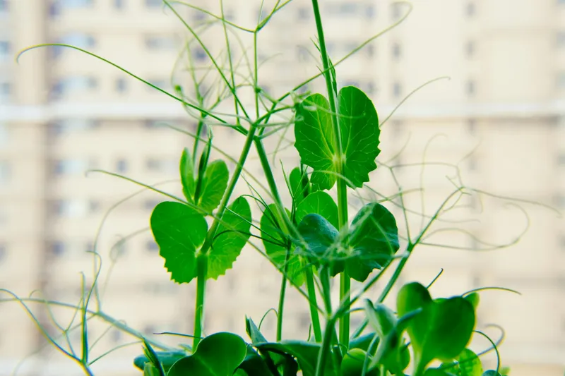 Grüne Erbsenschoten an der Rankhilfe im Garten