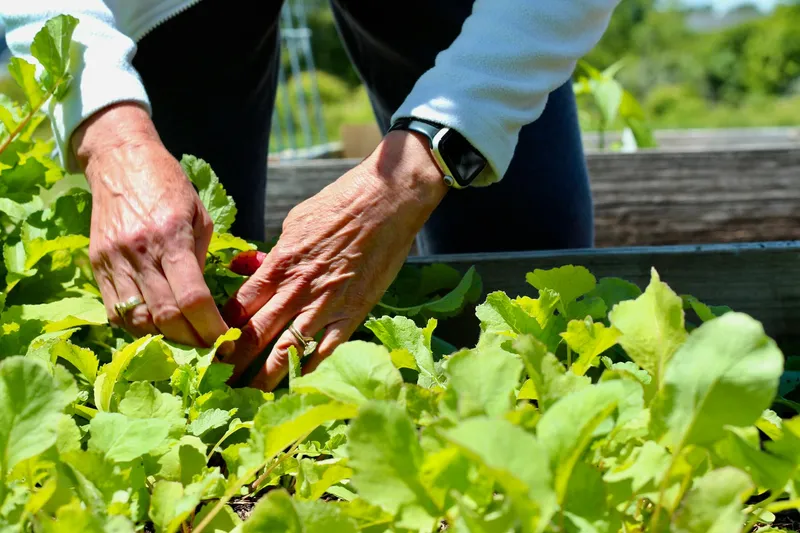 Sommerliches Gemüsebeet mit schnell wachsenden Kulturen und Mulchschicht