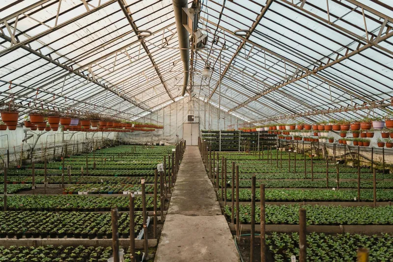 Tomaten- und Gurkenpflanzen in einem Kleingarten-Gewächshaus