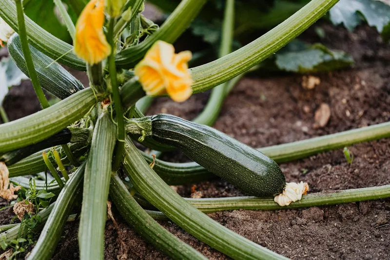 Zucchini-Pflanze mit gelber Blüte und großen grünen Blättern in frischer Gartenerde