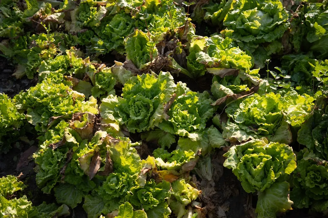 Jungpflanzen werden im April ins Beet gesetzt