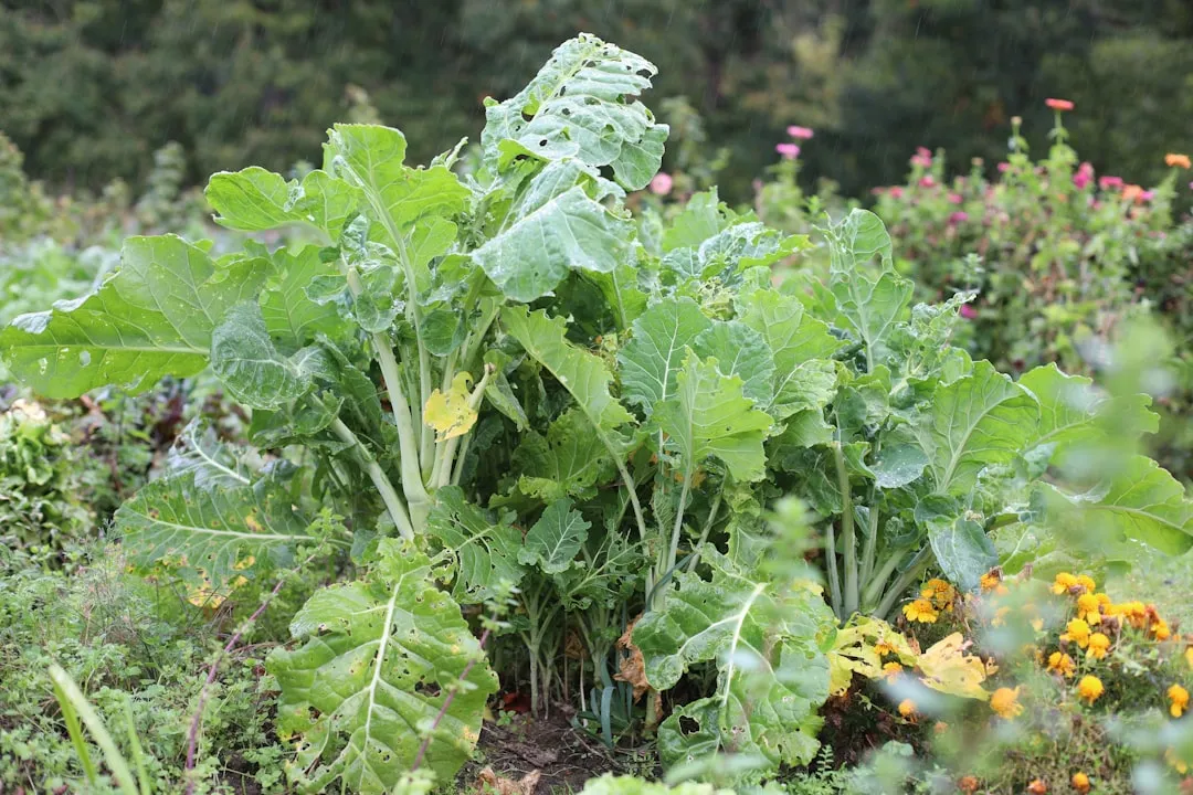 Herbstgemüse wird im August gesät