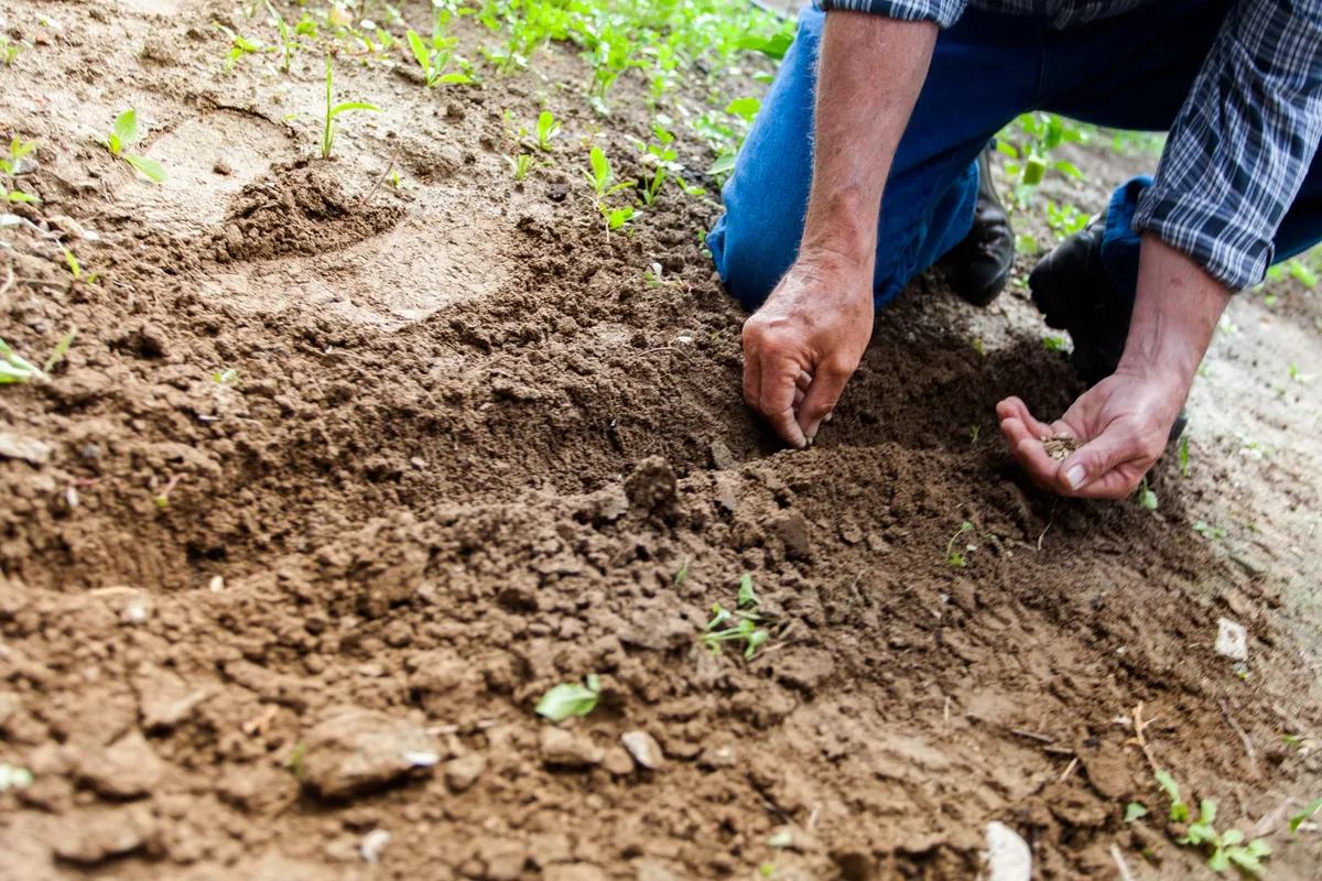 Nahaufnahme von Händen, die Samen in eine vorbereitete Rille in der Gartenerde legen.