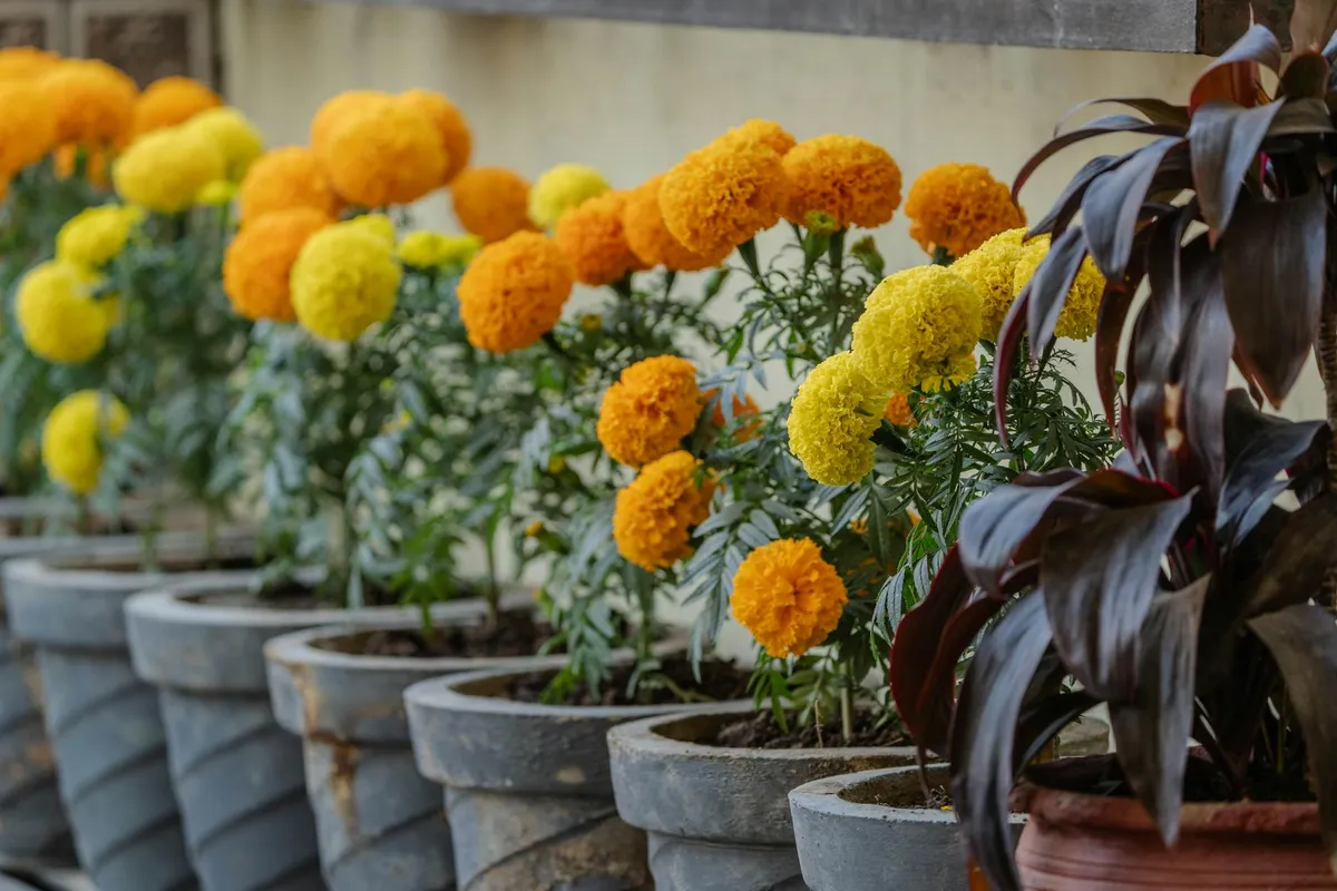 Ringelblumen blühen zwischen Gemüsereihen