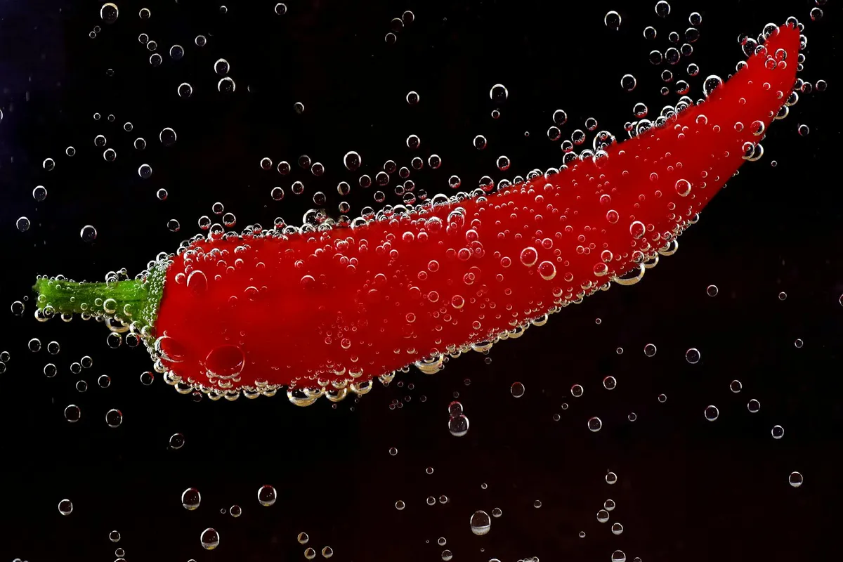 Leuchtend rote Chilischoten an einer Pflanze, vollständig ausgereift
