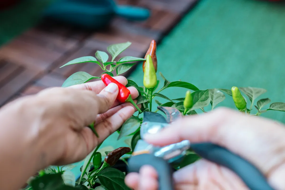 Reife rote und gelbe Chilischoten am Strauch