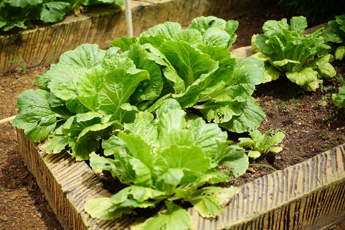 Ein reifer, großer Chinakohl-Kopf wächst im Garten und ist bereit für die Ernte.