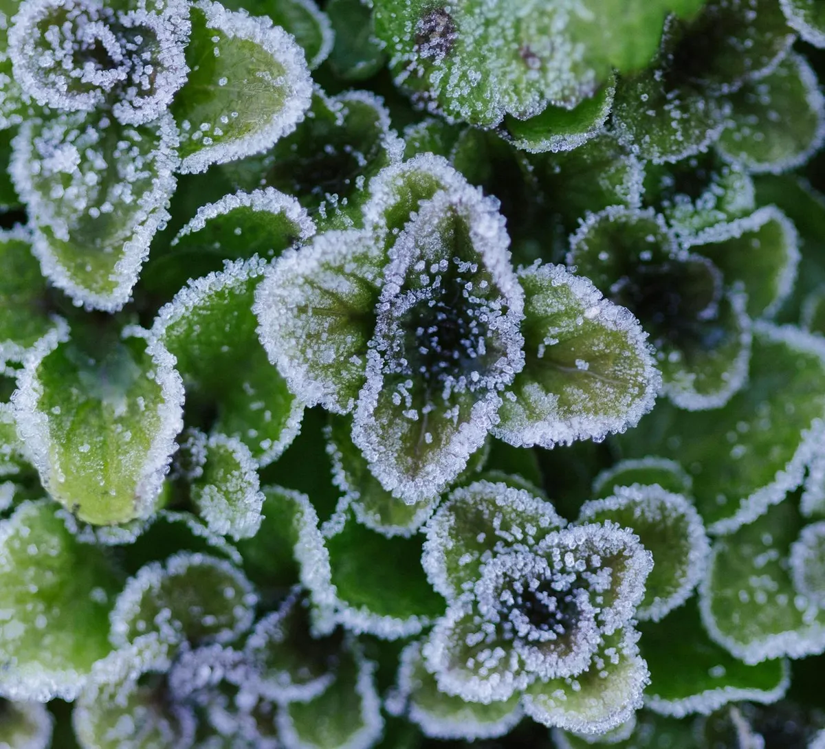 Blätter im Garten mit Reifrost bedeckt, Frostschutz im Mai wichtig