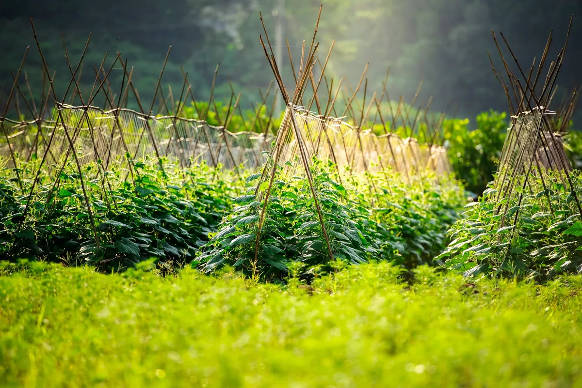 Reihen von A-förmigen Rankhilfen aus Stangen mit Netzen für Kletterpflanzen im Garten.