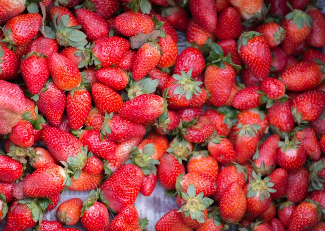 Reife rote Erdbeeren werden geerntet