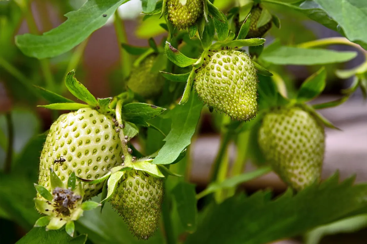 Erdbeerpflanzen mit reifen roten Früchten und grünen Blättern im Beet