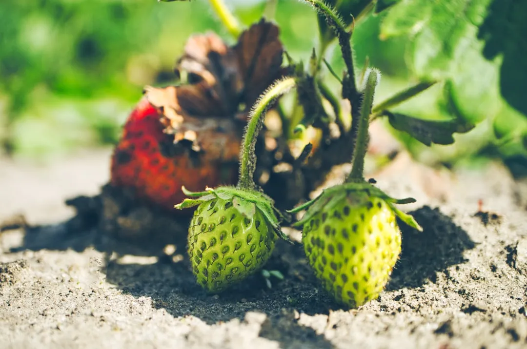 Erdbeeren pflegen duengen duengen