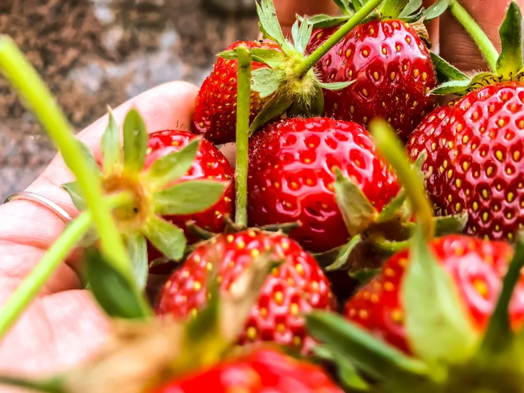 Erdbeeren pflegen duengen ernte