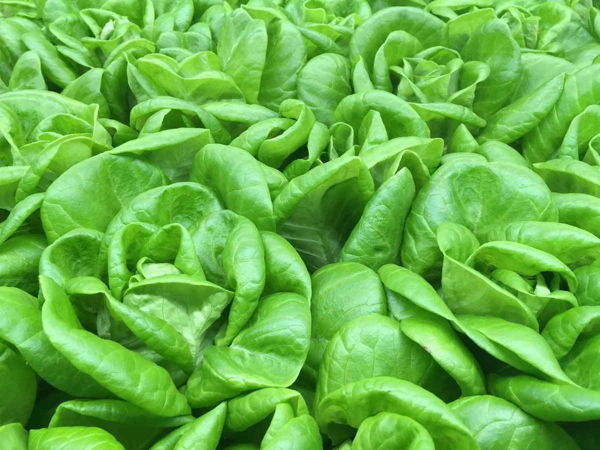 Feldsalat wächst als Rosette im Beet