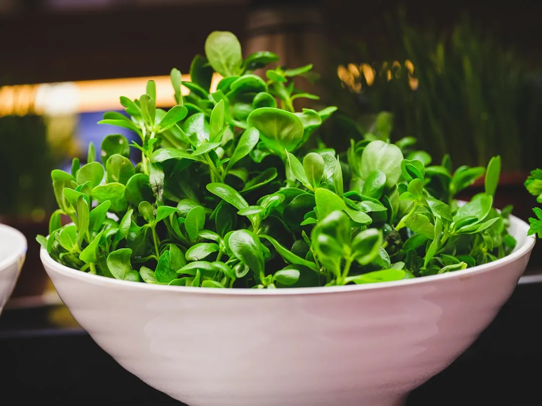 Feldsalat wird im Winter geerntet
