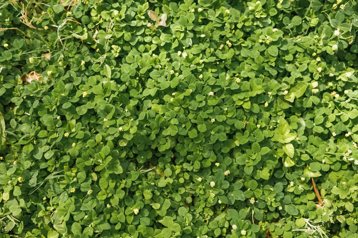 Phacelia als Gründüngung wächst dicht