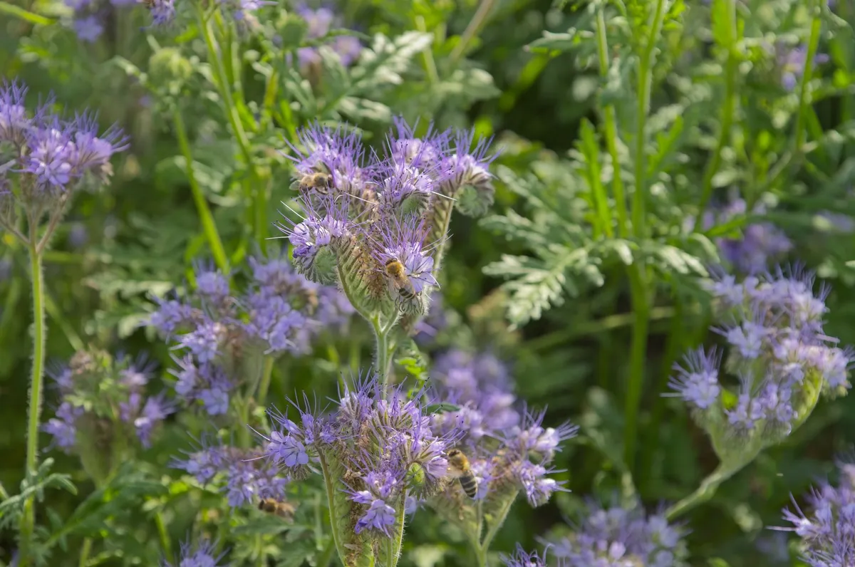 Ein dichtes Beet mit blühender, violetter Phacelia als Gründüngung.