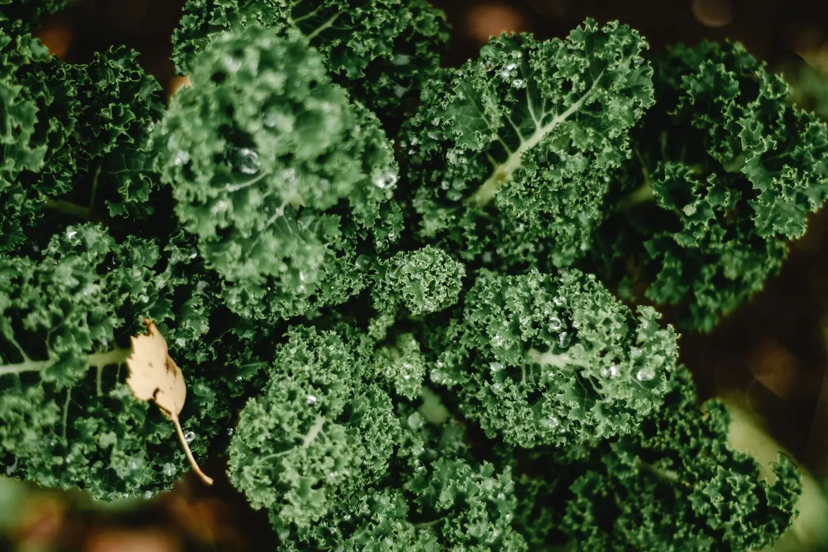 Grünkohlpflanzen im Gartenbeet vor der Ernte im Winter