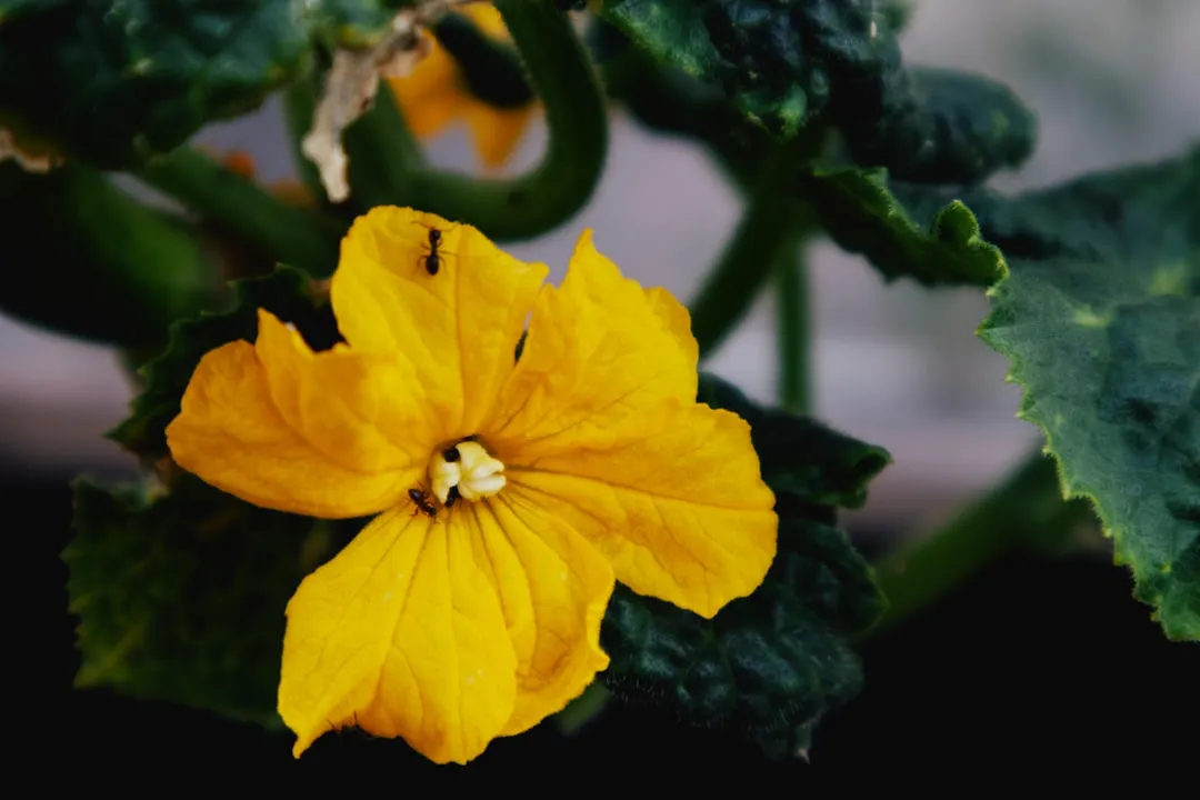 Gelbe Gurkenblüte an der Ranke