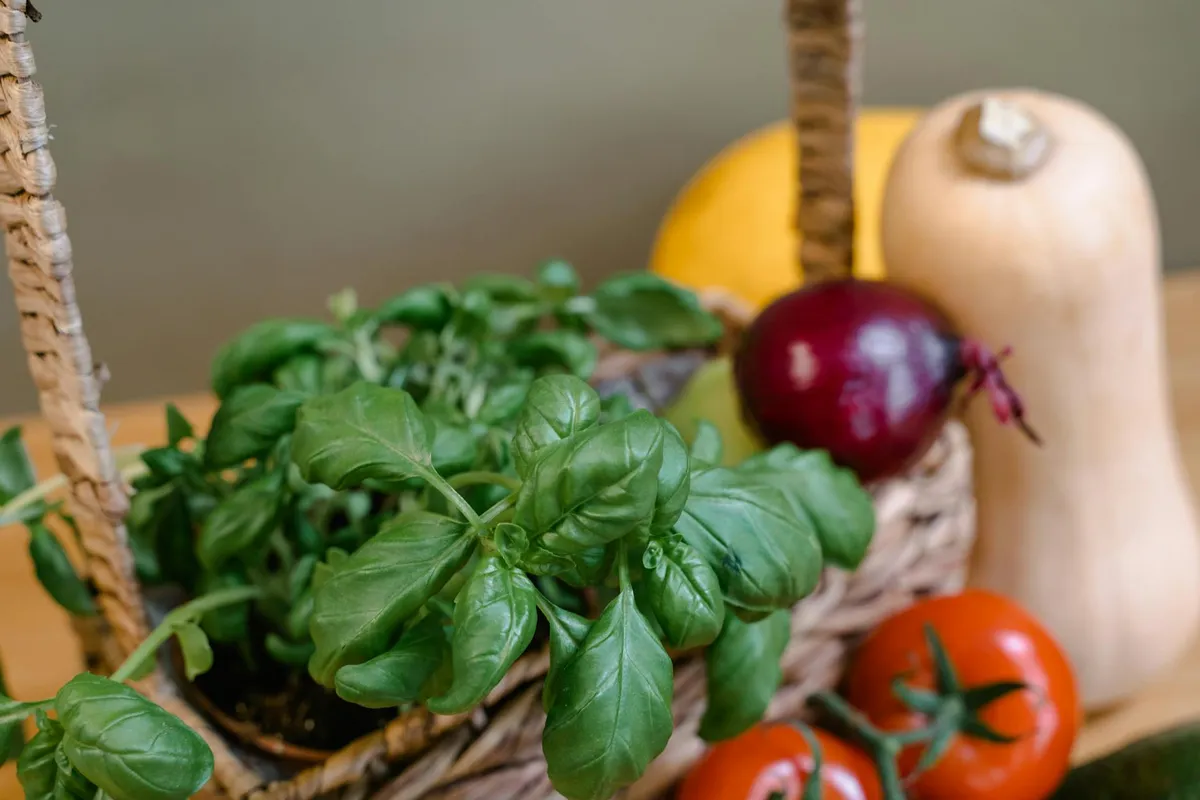 Gemüse aus dem Balkonhochbeet geerntet