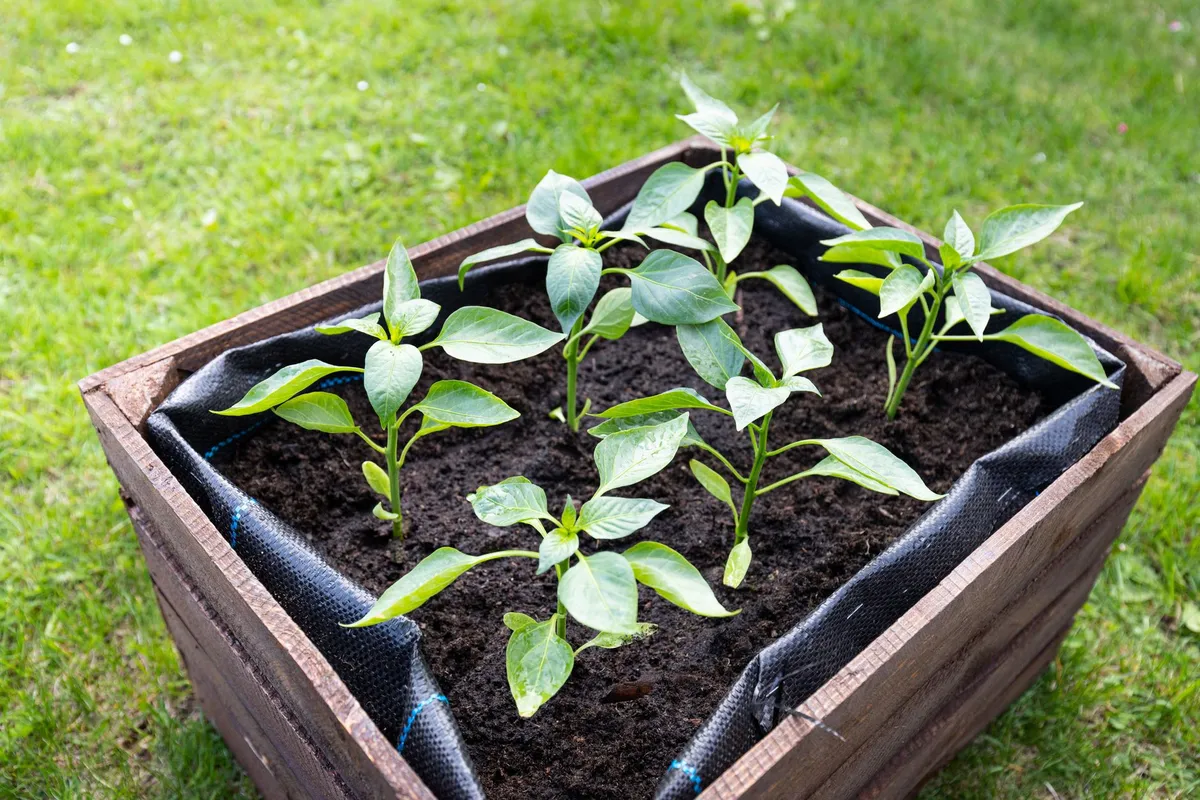 Hände setzen einen jungen Salat-Setzling in die Erde eines Hochbeets.
