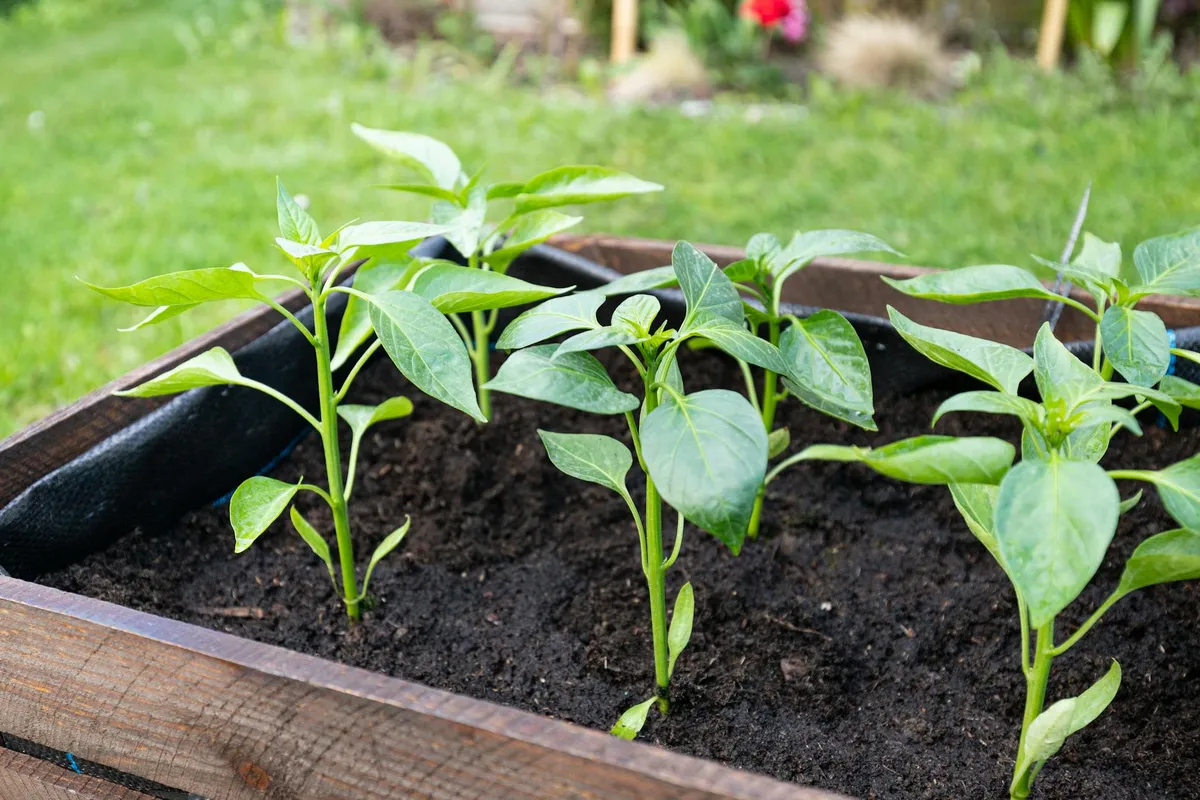 Hochbeet im Frühjahr mit frisch gesäten Reihen