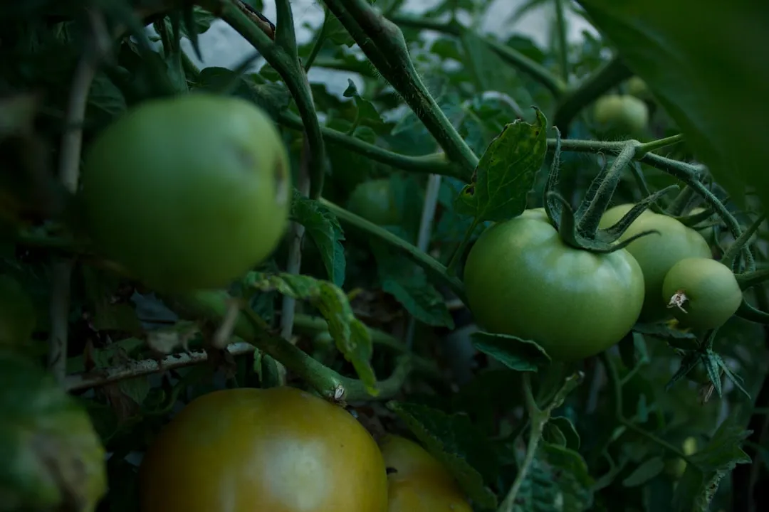 Sommerliche Ernte mit Tomaten und Gurken im Korb