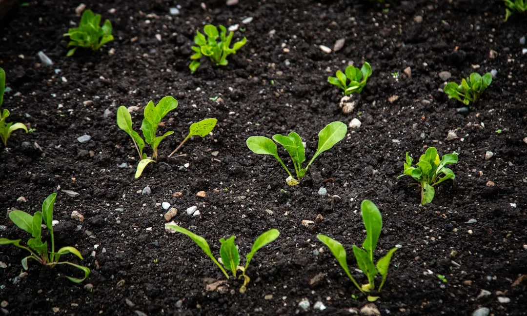 Herbstsalat wird im Juli nachgesät