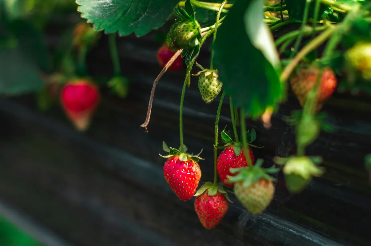 Erdbeerernte im Garten im Juni