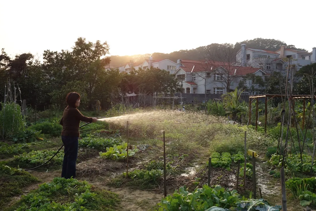 Gemüsegarten wird im heißen Juni bewässert