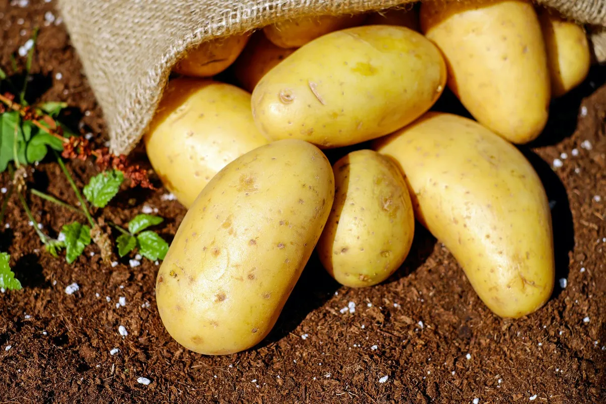Frisch ausgegrabene Kartoffeln im Erdreich, verschiedene Knollen sichtbar nach dem Heben