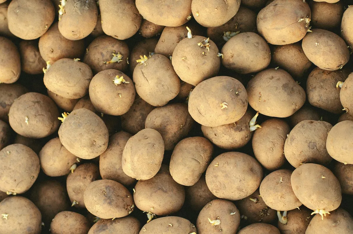 Saatkartoffeln mit kurzen grünen Keimen auf einem Holzbrett zum Vorkeimen ausgebreitet