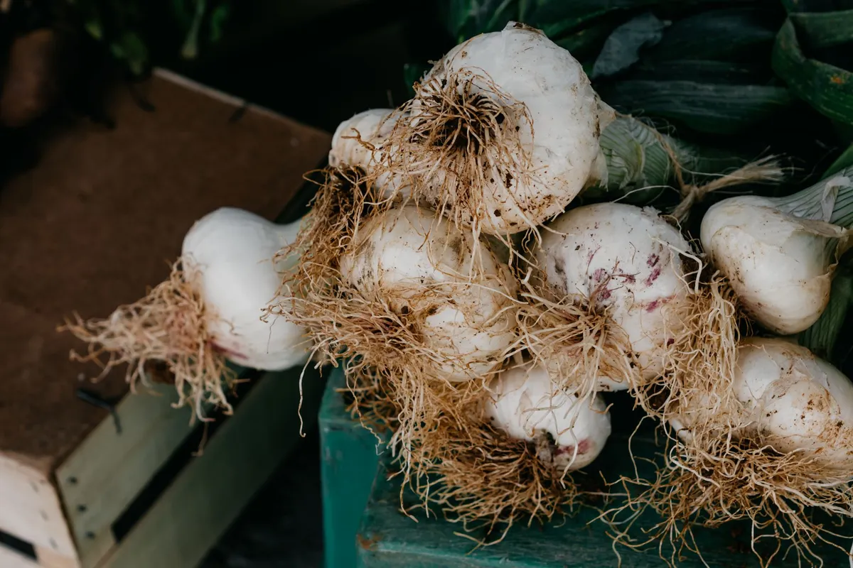 Knoblauchpflanze mit Wurzeln und Knolle im Beet