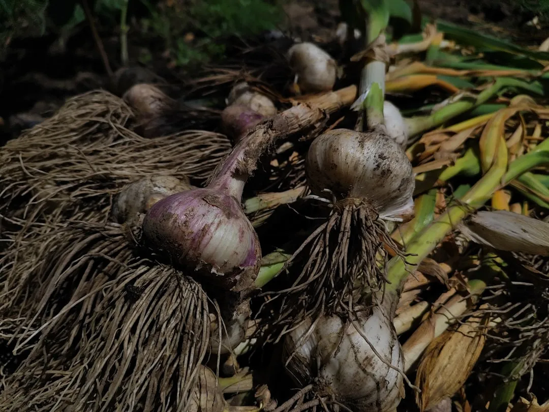Knoblauchzehen werden im Herbst gesteckt