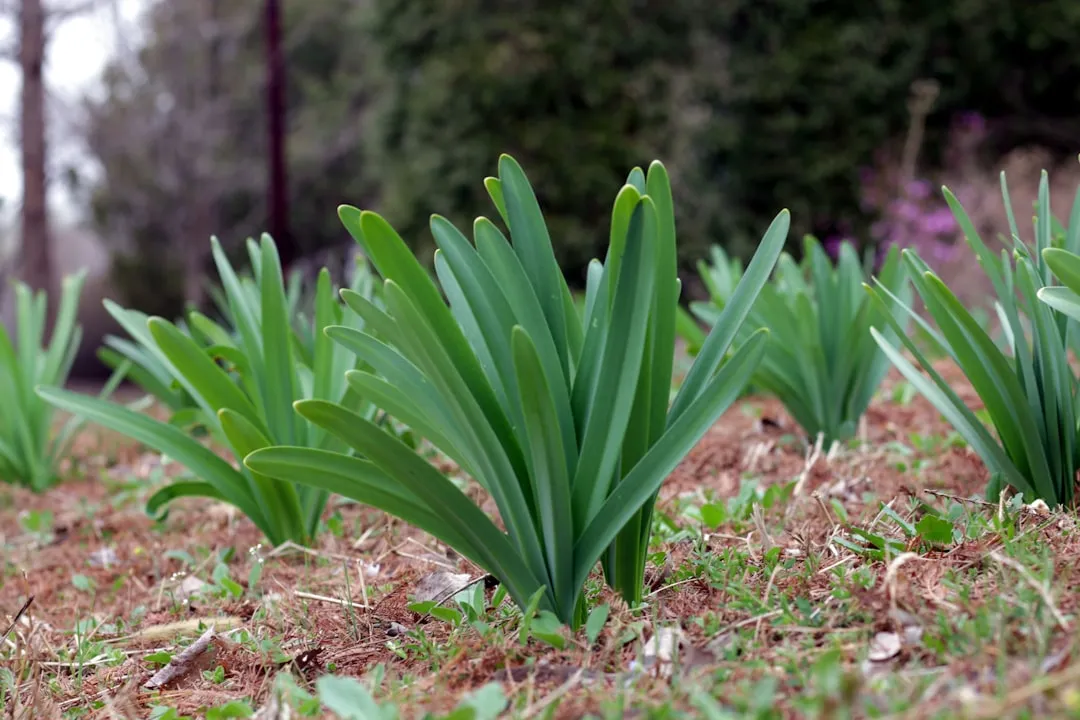 Knoblauch treibt grüne Triebe im Frühling