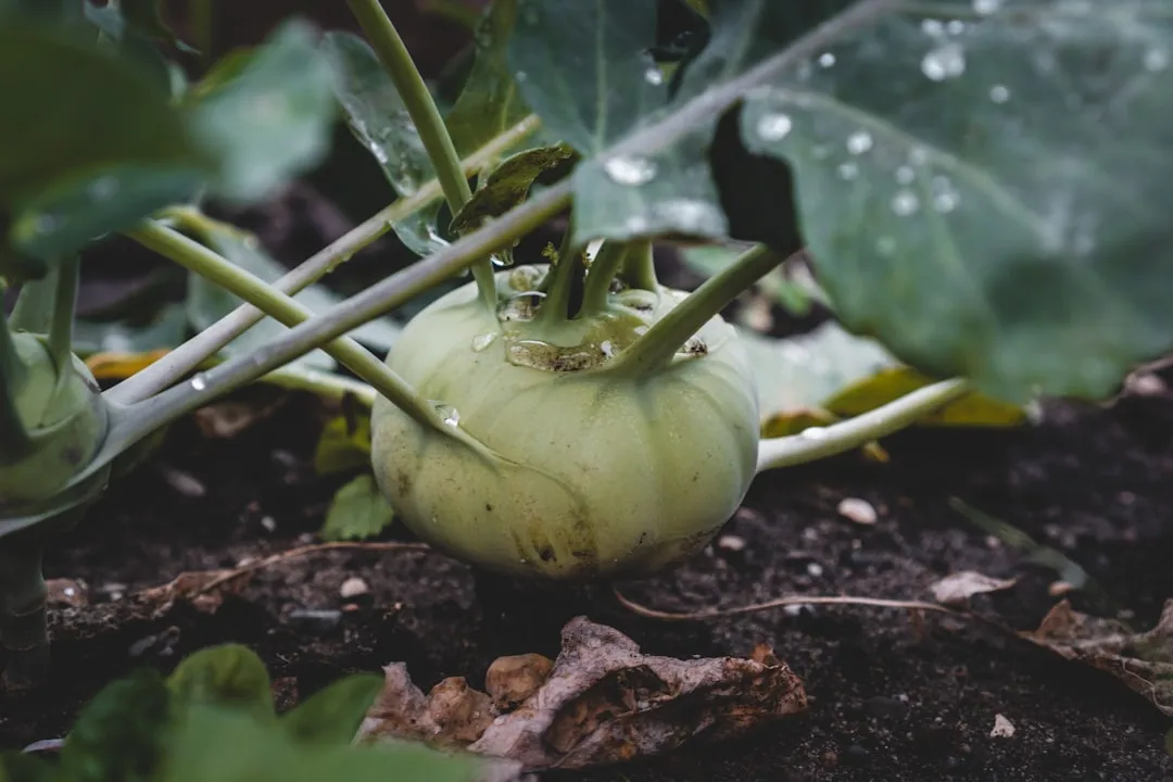 Junge Kohlrabipflanzen werden ins Beet gepflanzt