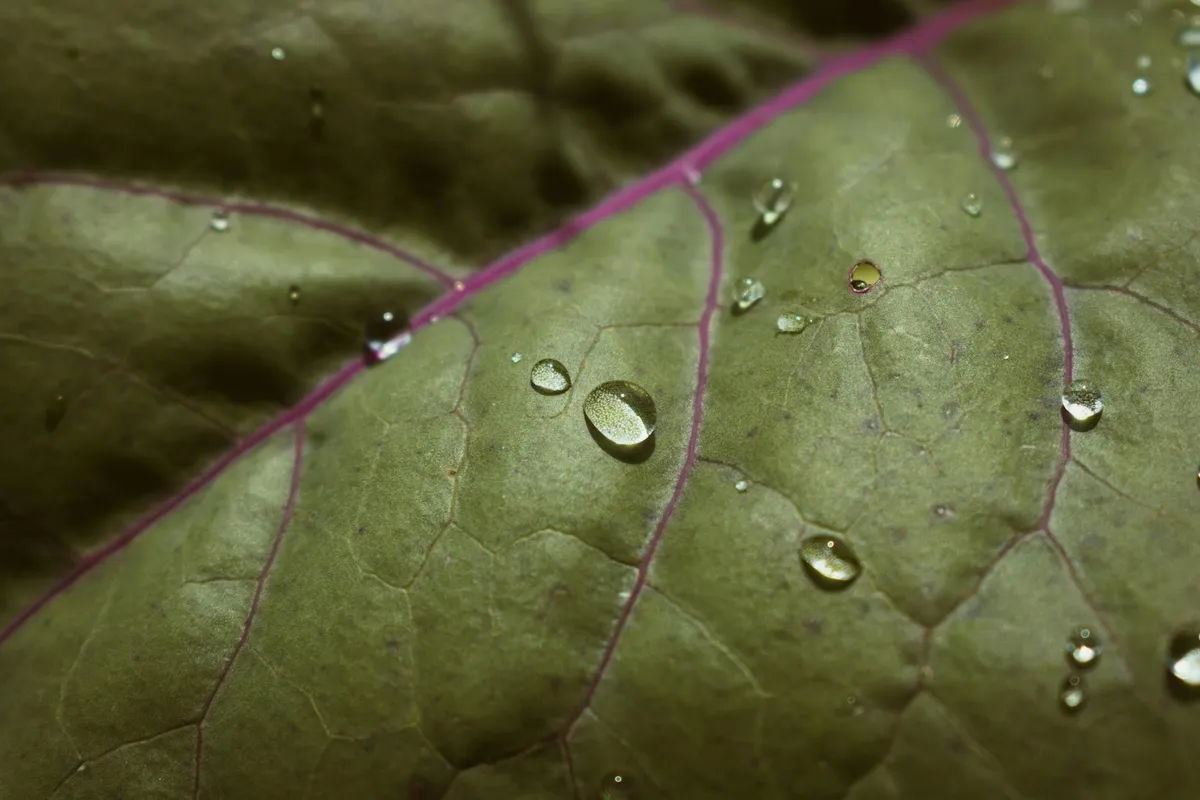 Kohlrabi wächst im Sommer im Beet