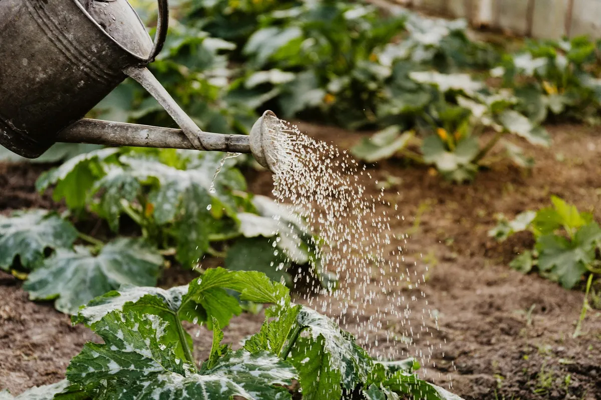 Kohlrabi wird im Sommer gegossen