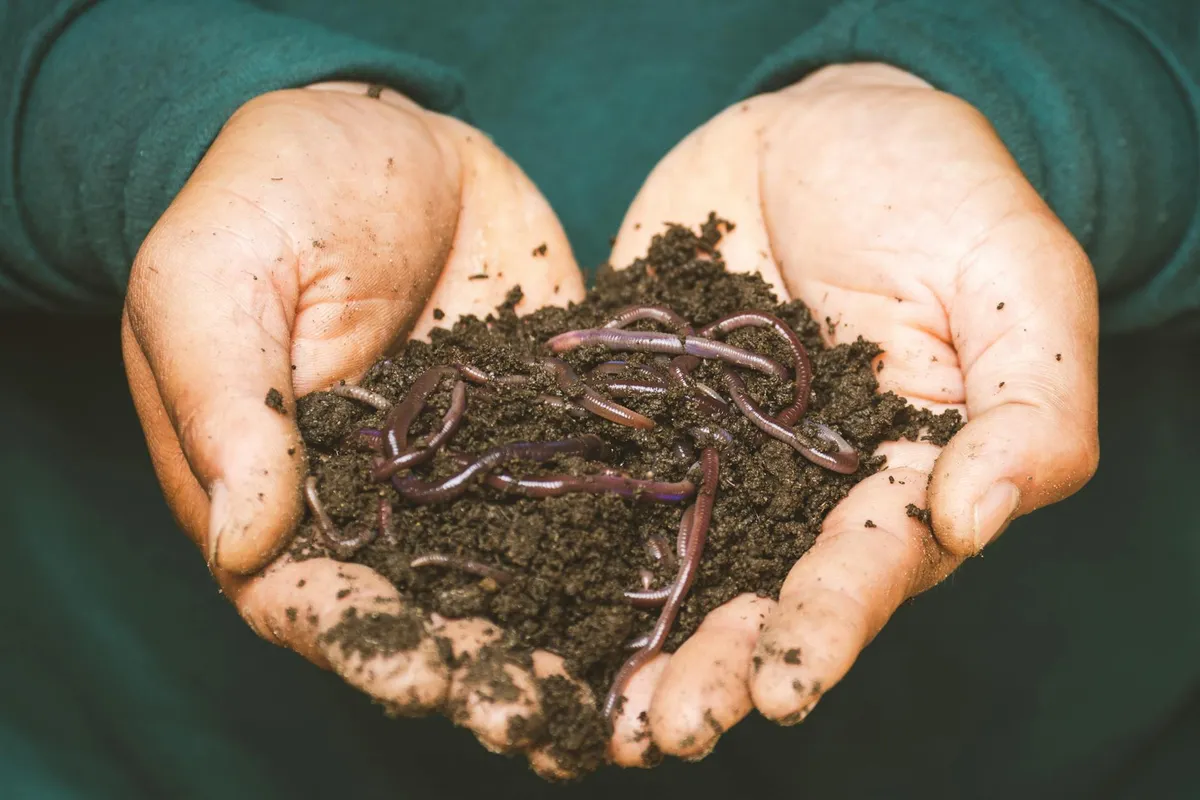 Wurmkiste für die Küche