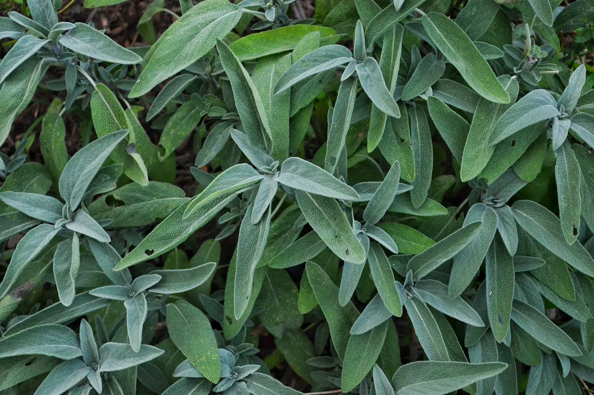 Fertige bepflanzte Kräuterspirale mit Lavendel und Thymian