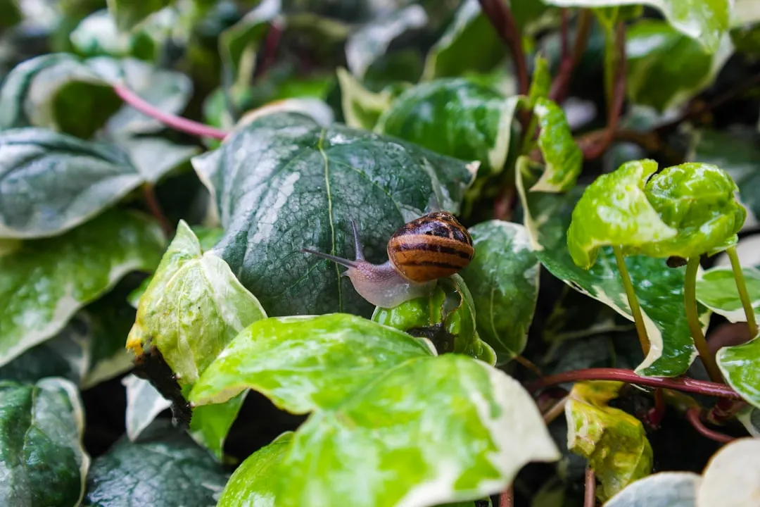 Gemüsepflanzen im Mai werden gepflegt und gegossen