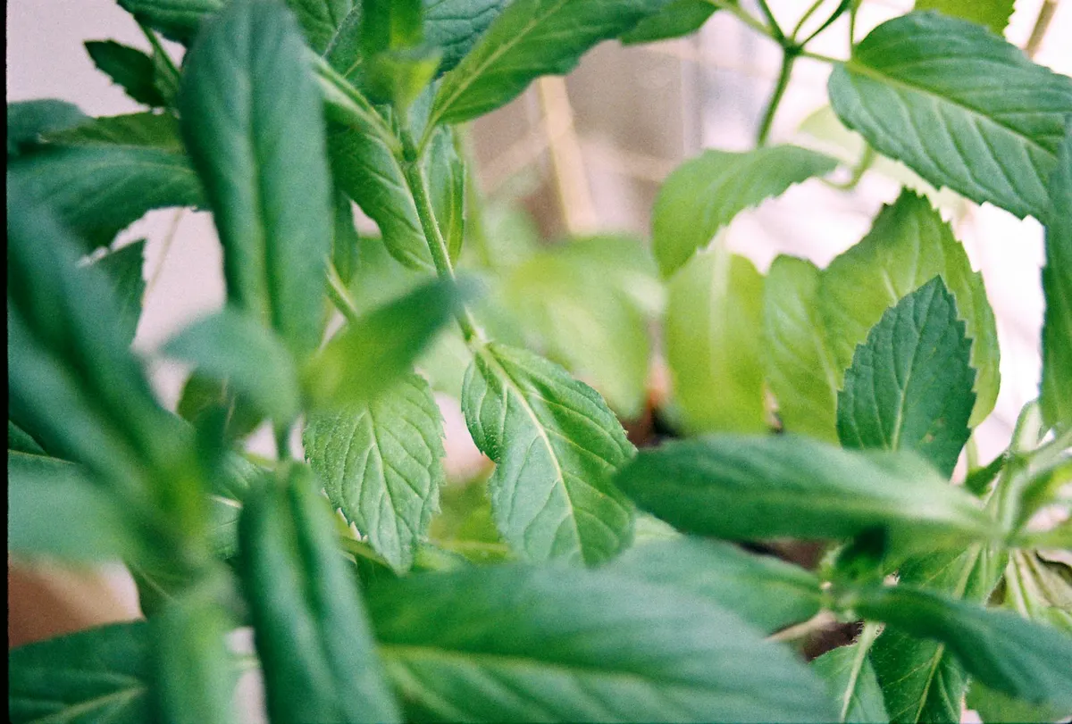 Frische Minze wird abgeschnitten
