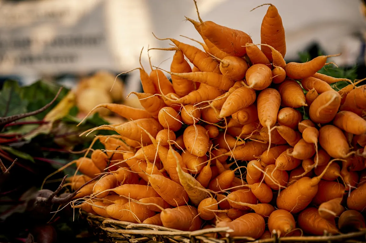 Frisch geerntete Möhren mit orangefarbenen Wurzeln