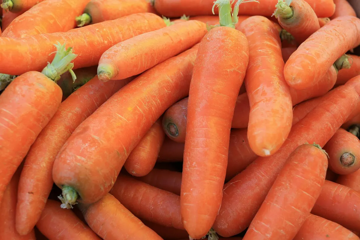 Frisch geerntete orange Möhren auf der Erde